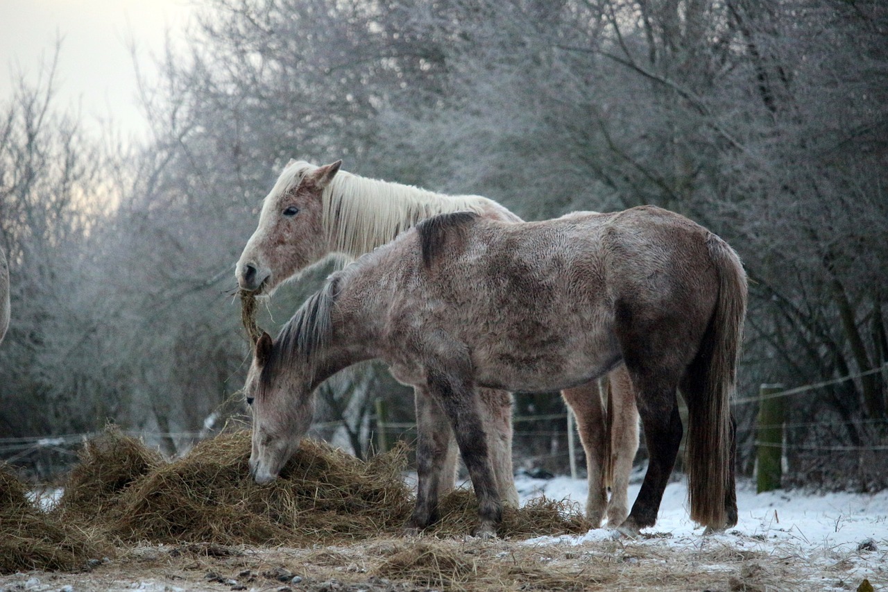 horse snow winter free photo