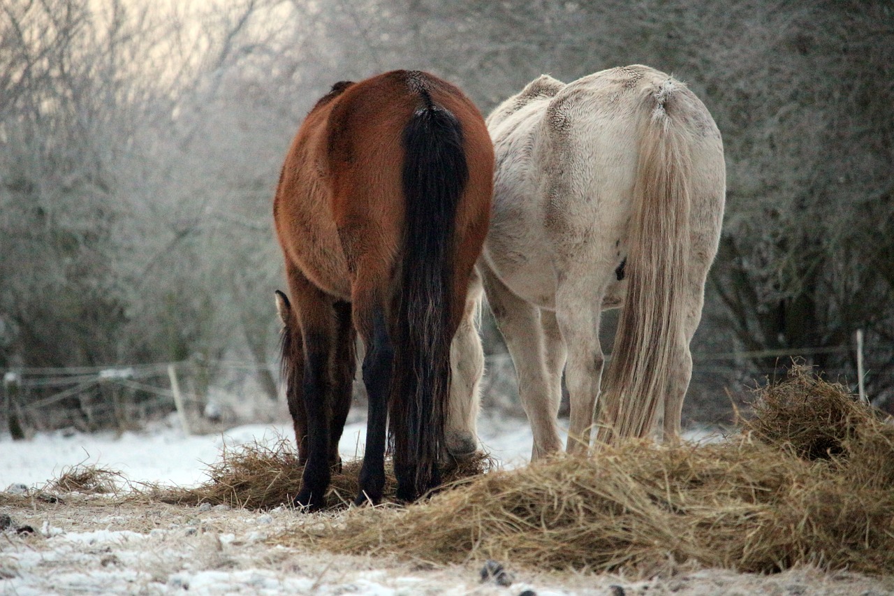 horse snow winter free photo