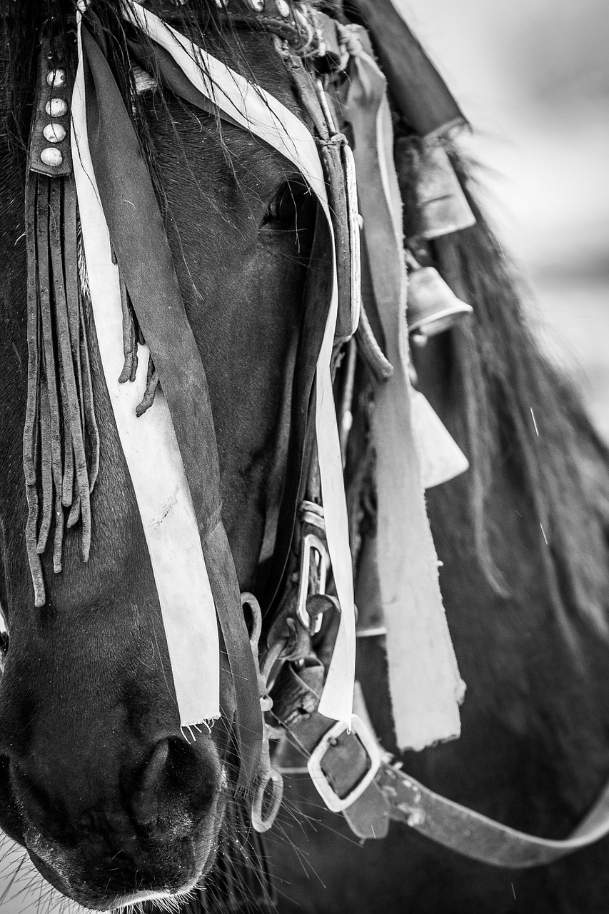 horse black and white traditions free photo