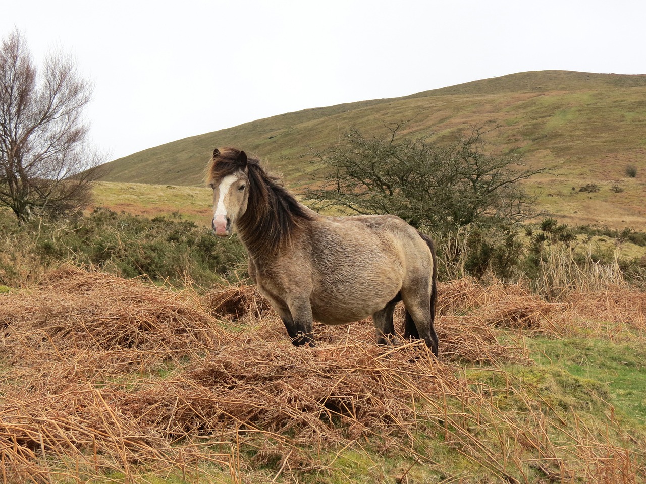 horse hillside grass free photo