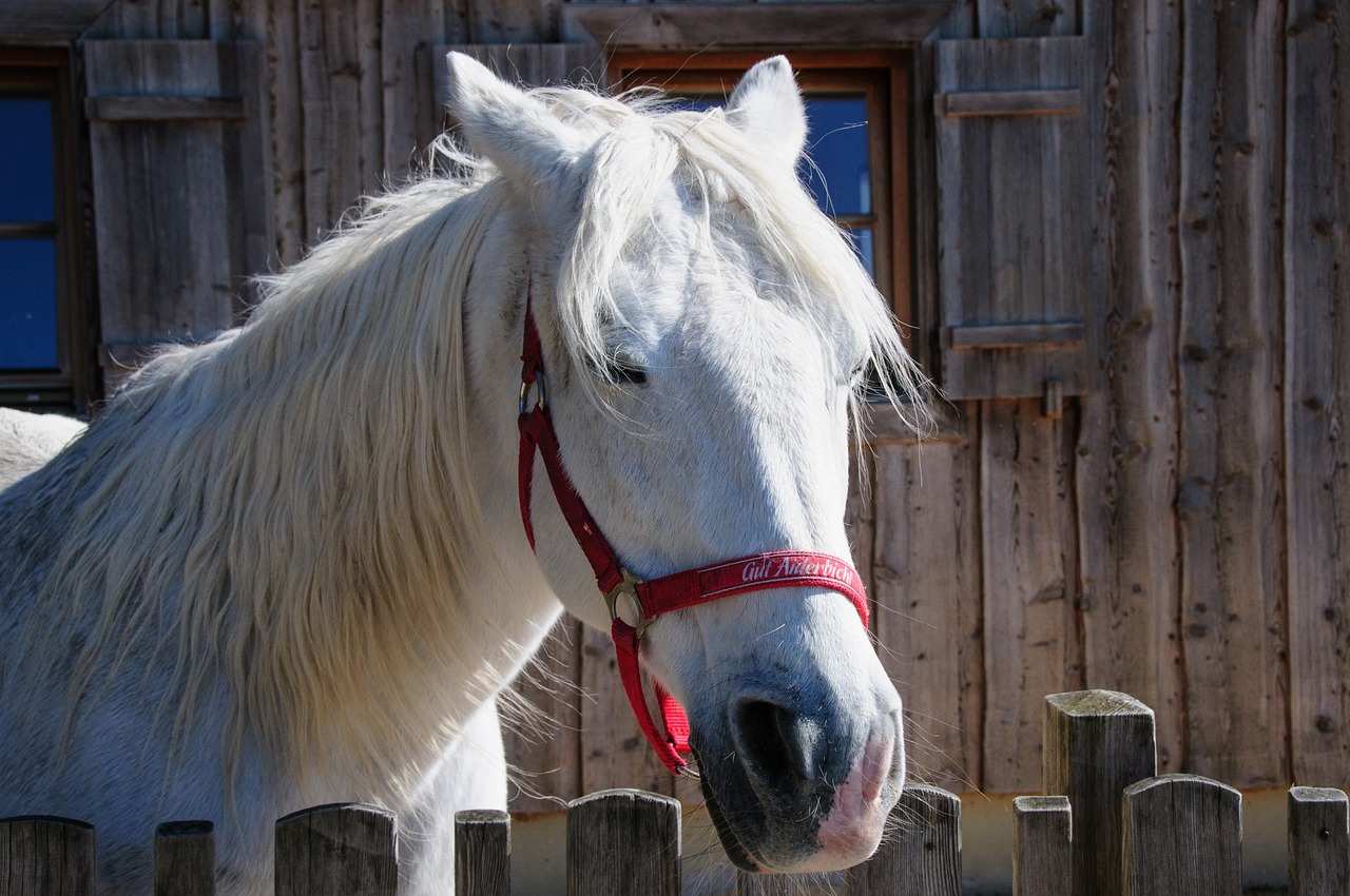 horse stall sanctuary free photo