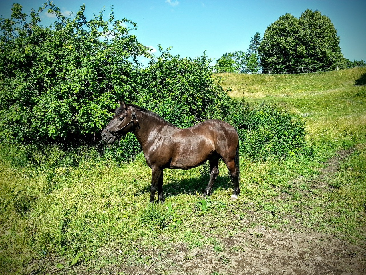 horse estonia rakvere free photo