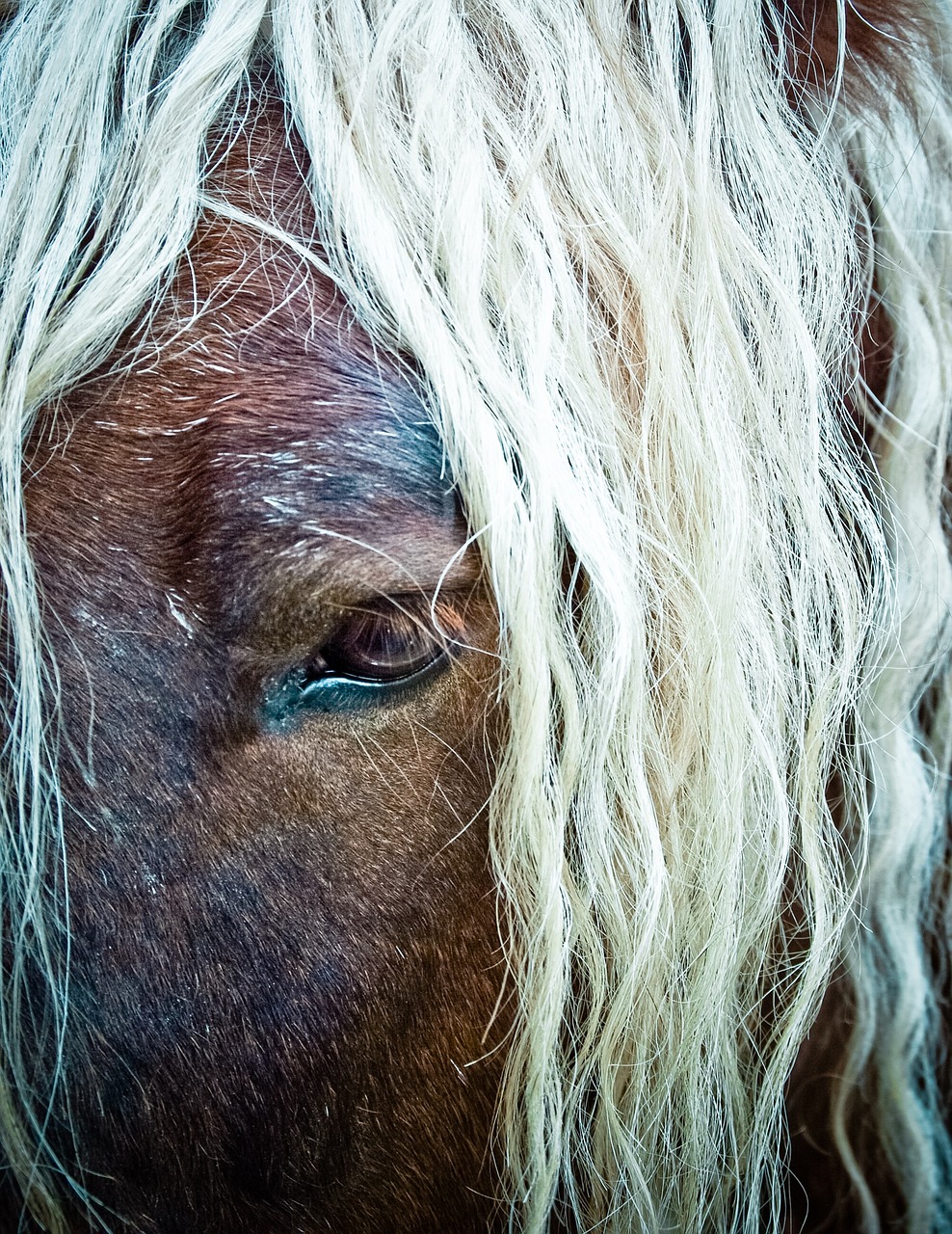 horse mane eye free photo