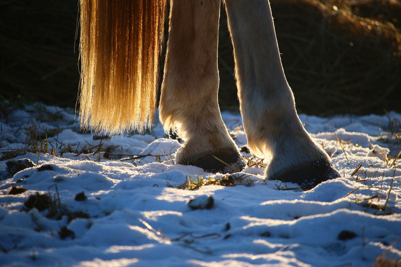 horse snow hoof free photo