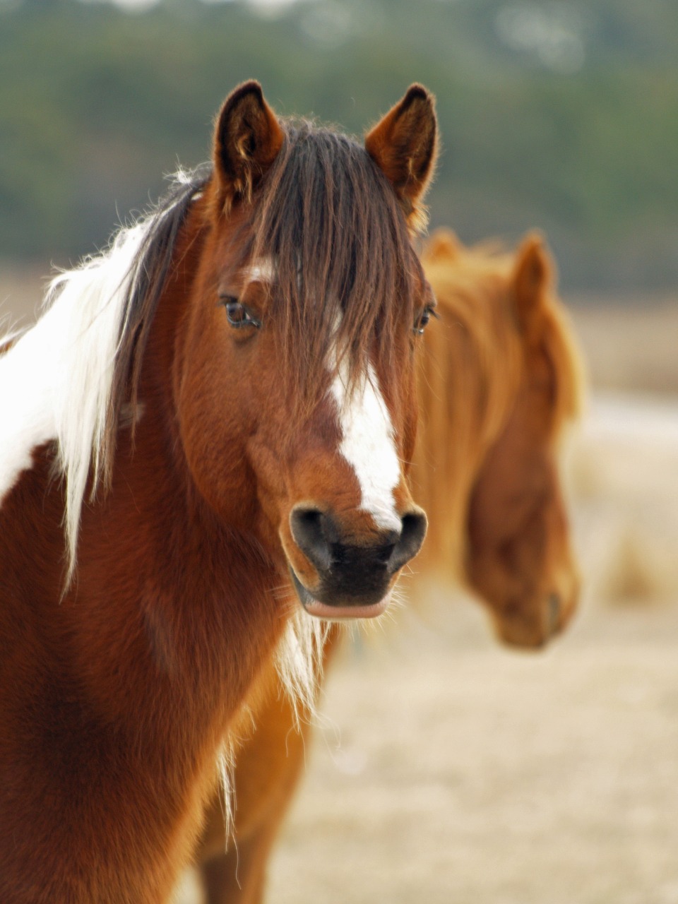 horse pony animal free photo
