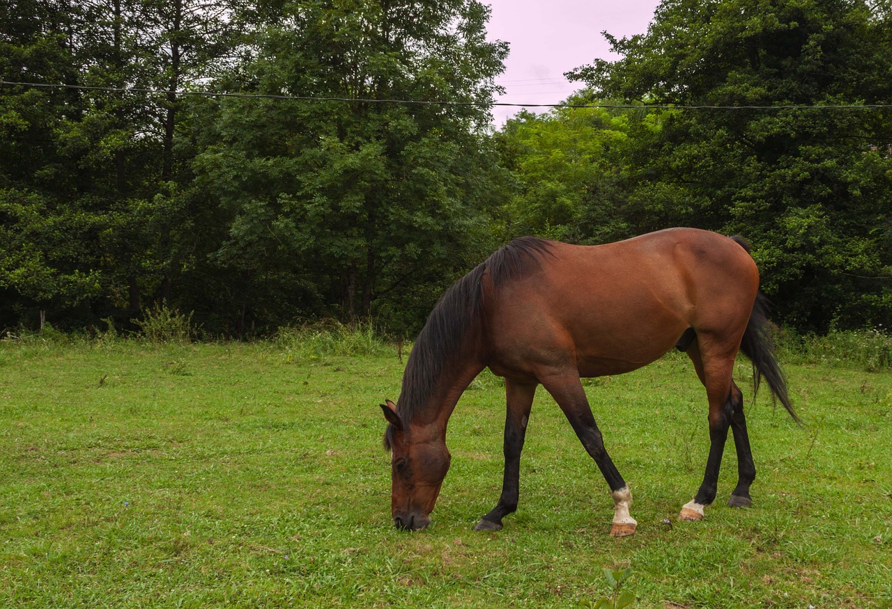 horse equine animal free photo