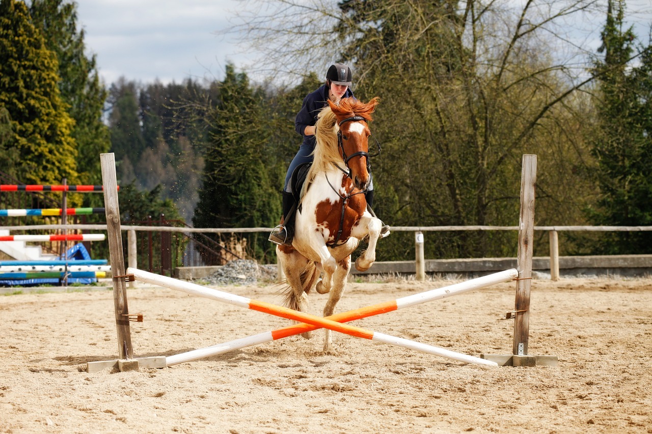 horse jump obstacle free photo