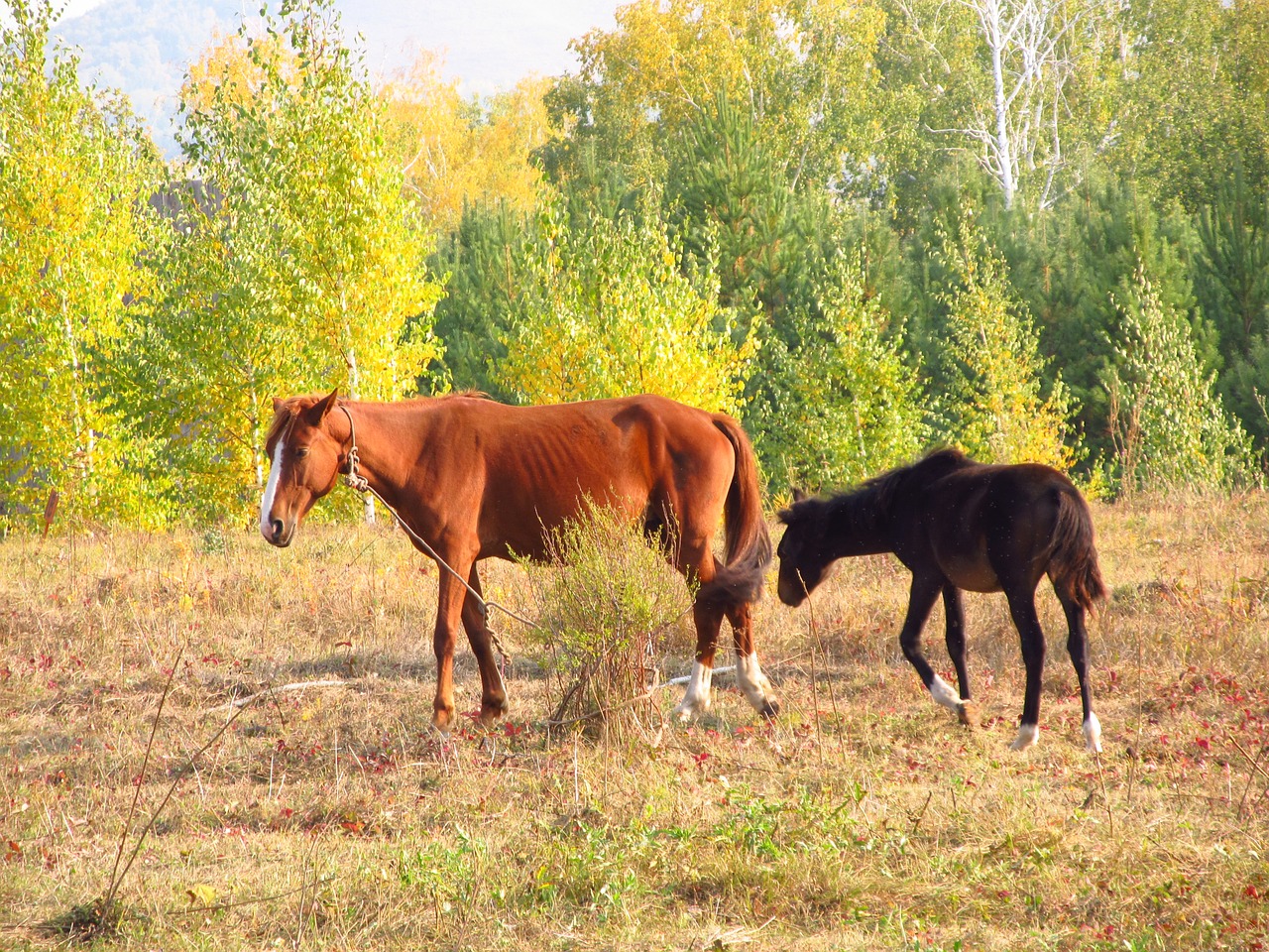 horse foal autumn free photo