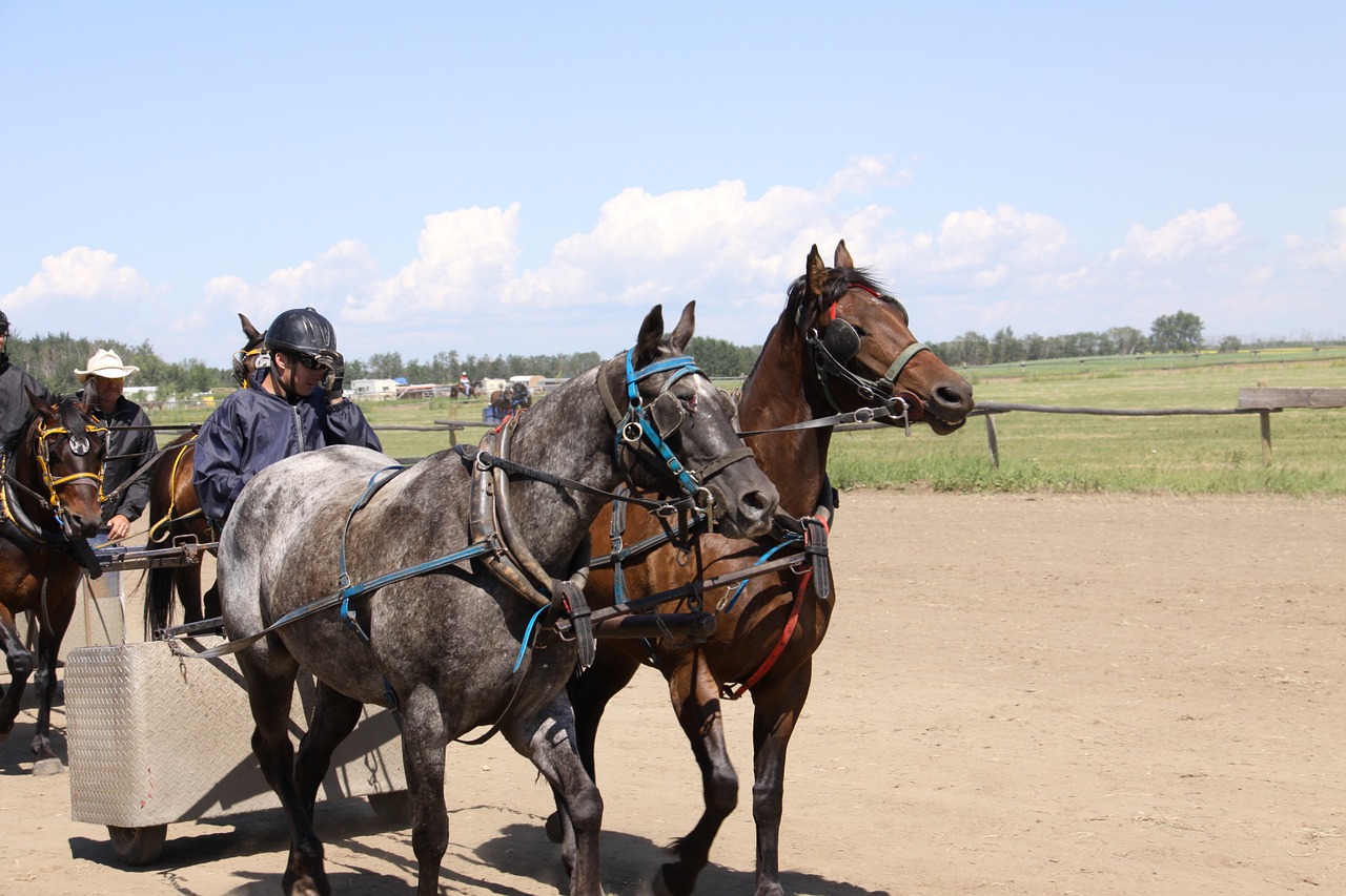 horse chariot racing free photo