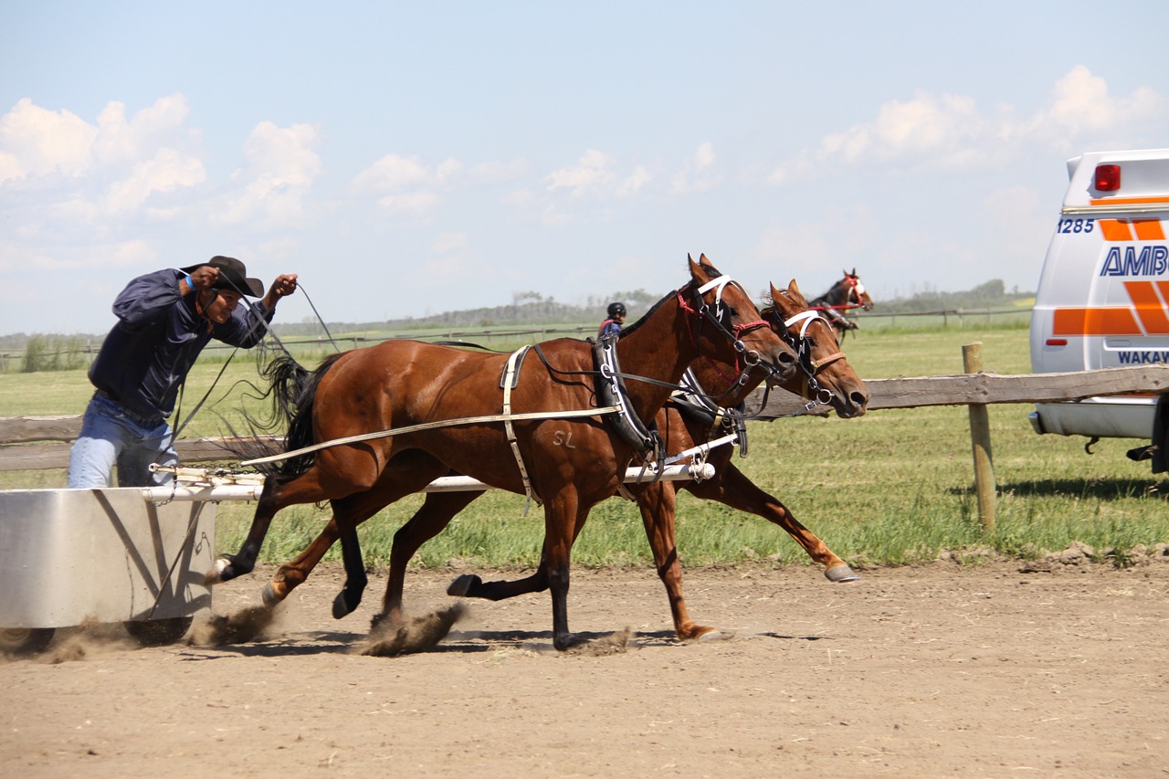 horse chariot batoche free photo