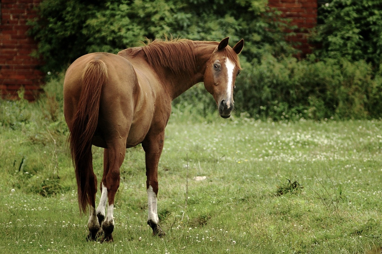 horse grass animal free photo