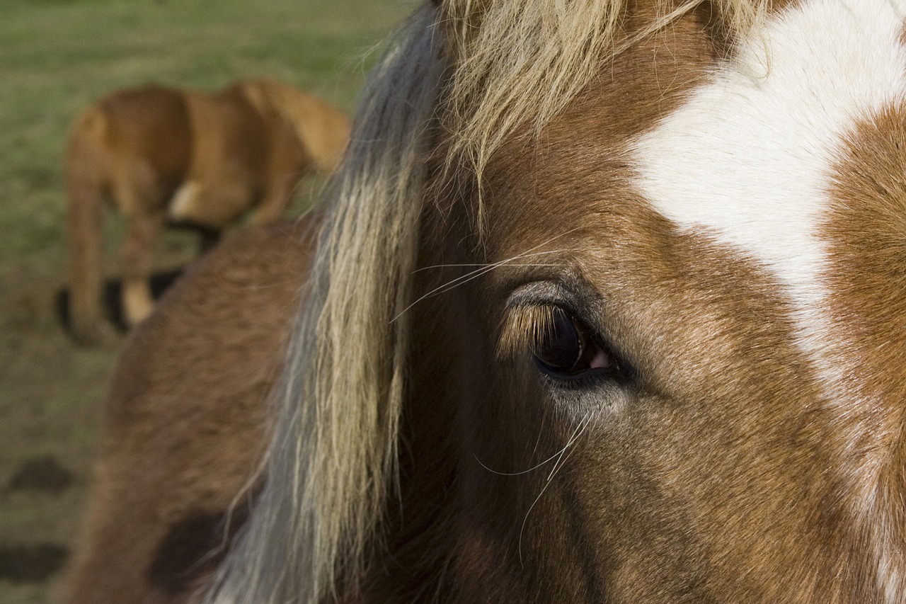 horse eye nature free photo