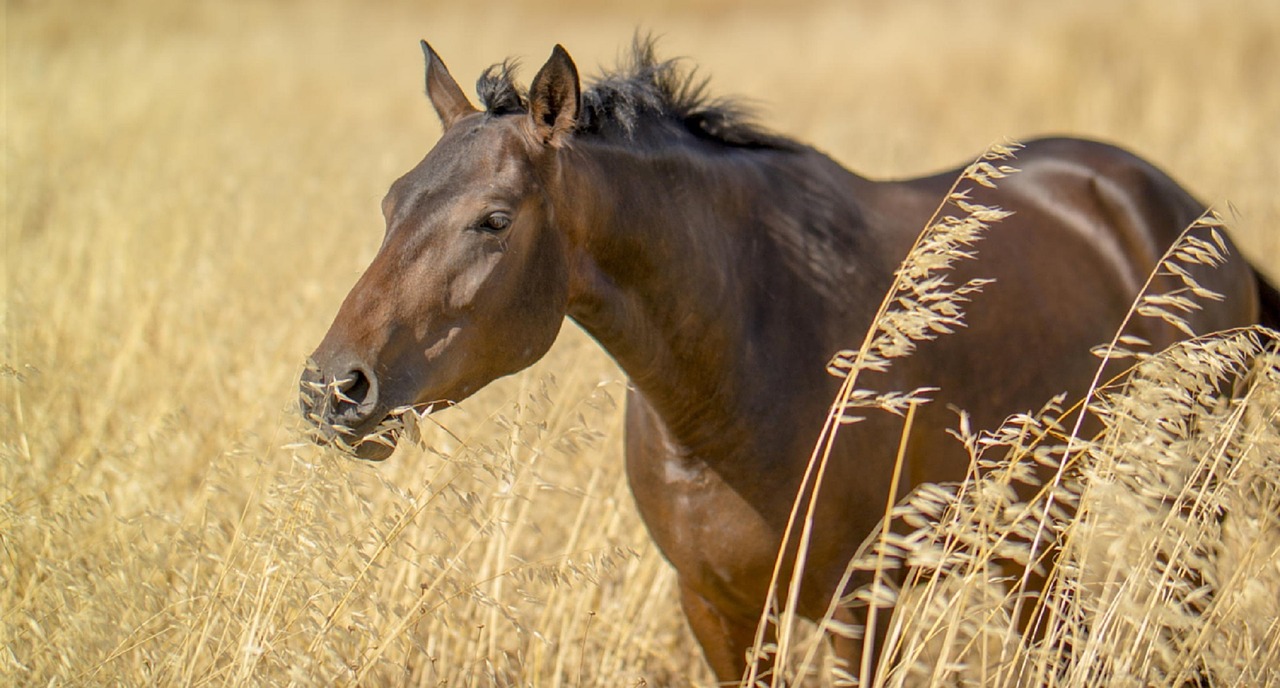 horse portrait nature free photo