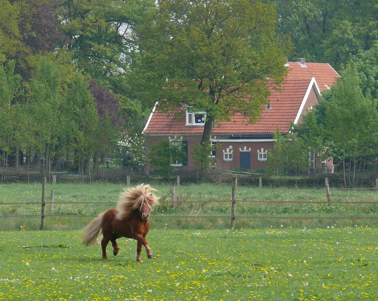 horse horses pony free photo