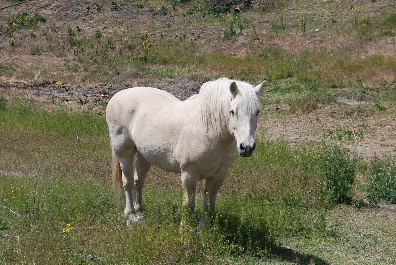 horse field farm free photo