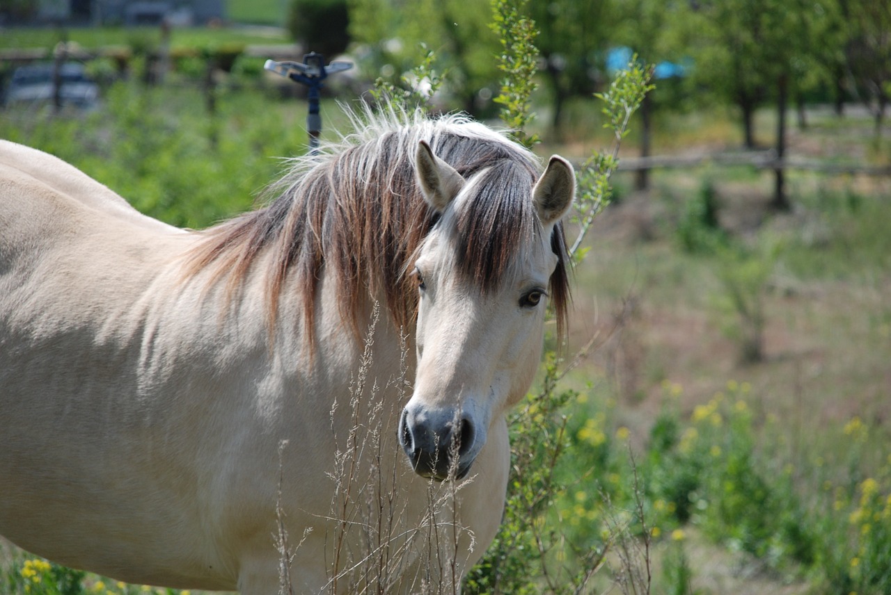 horse field farm separated by comma free photo