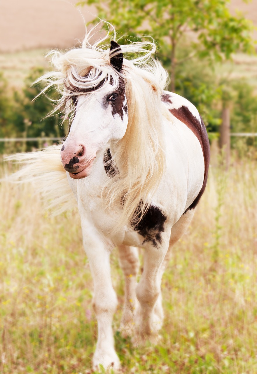 horse animal nature free photo