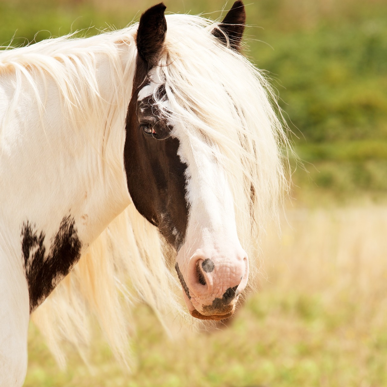 horse animal nature free photo