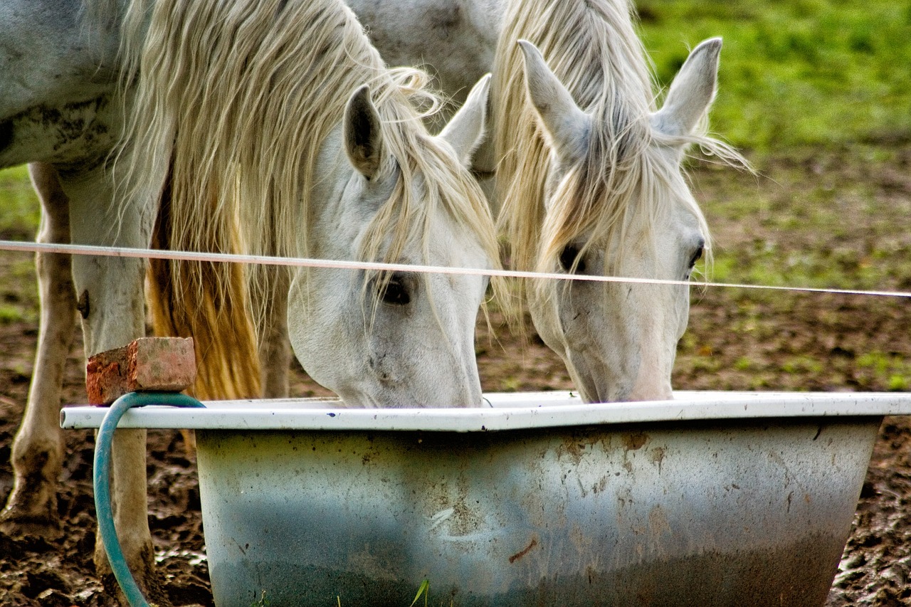 horse drink water free photo