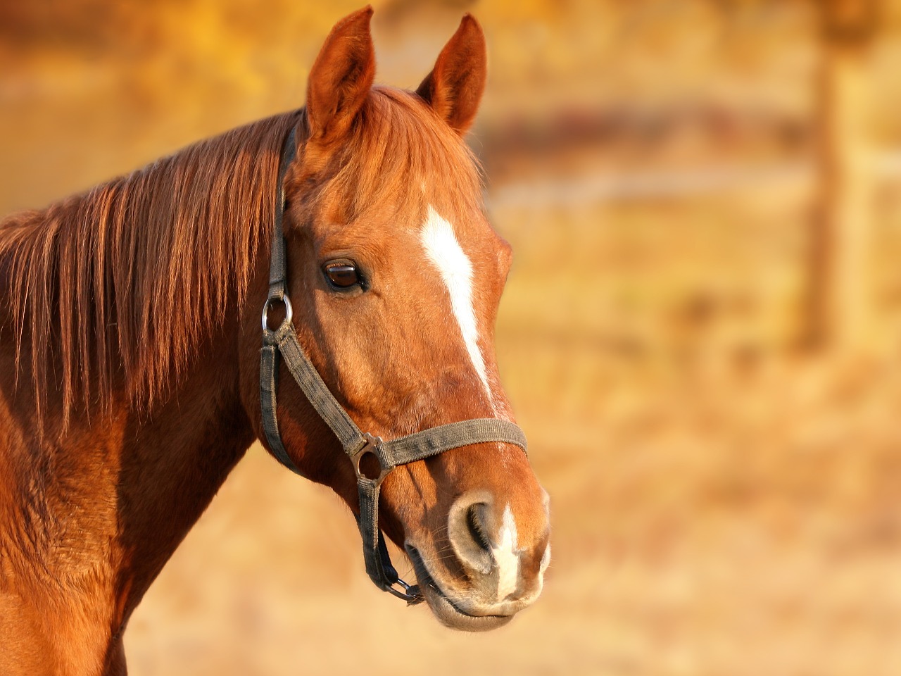 horse brown animal portrait free photo