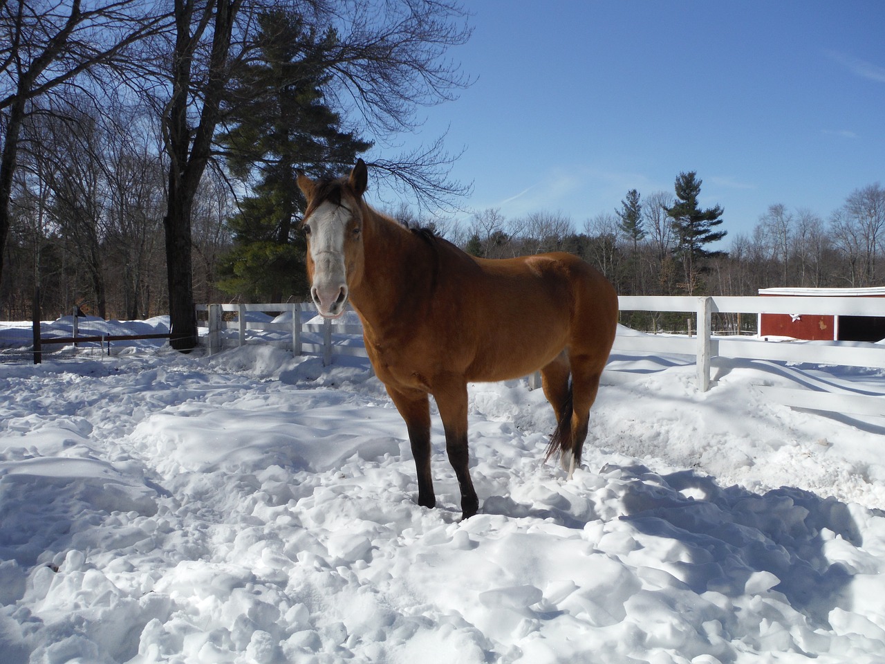 horse snow winter free photo