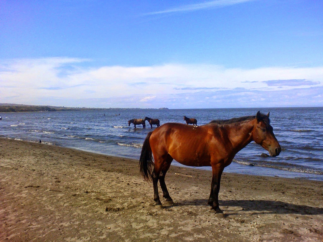 horse sea ocean free photo