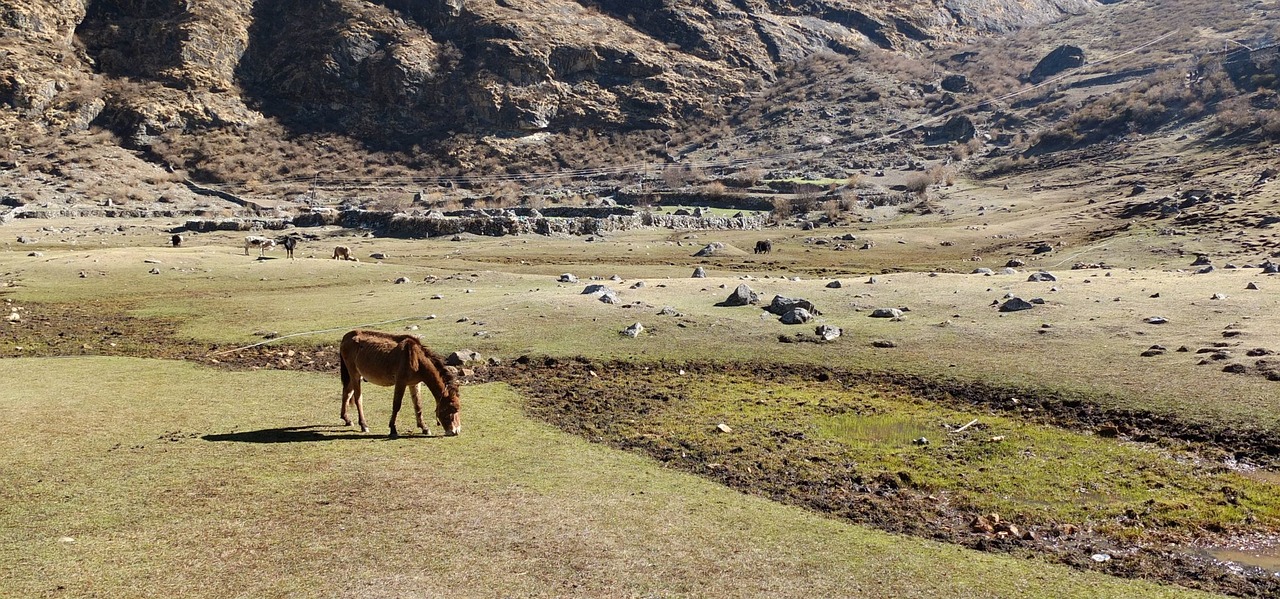 horse mountains nepal free photo