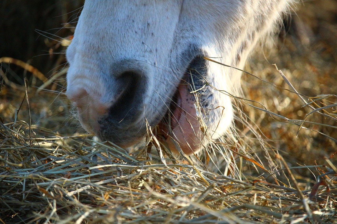 horse foot hay free photo