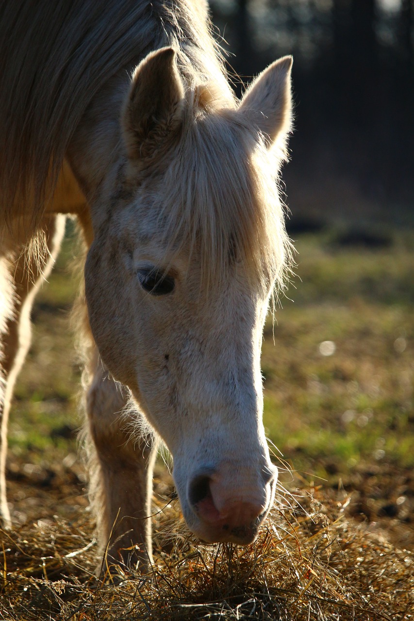 horse foot hay free photo