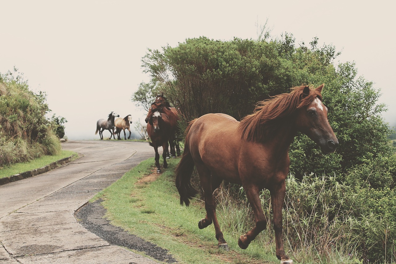 horse running galloping free photo