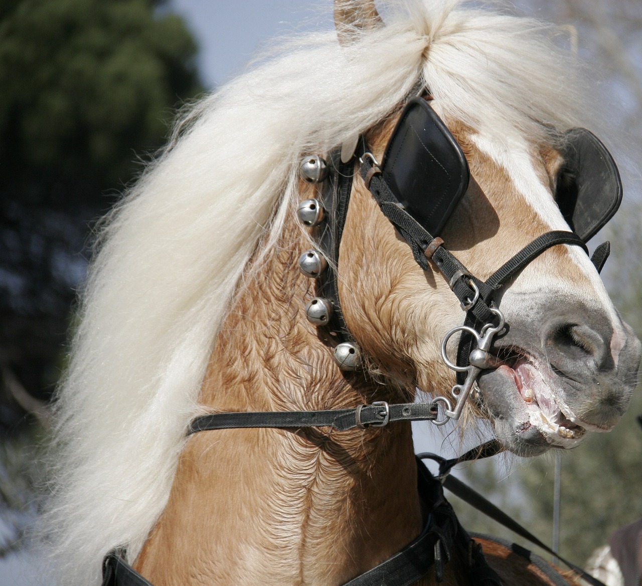 horse blond nervous free photo