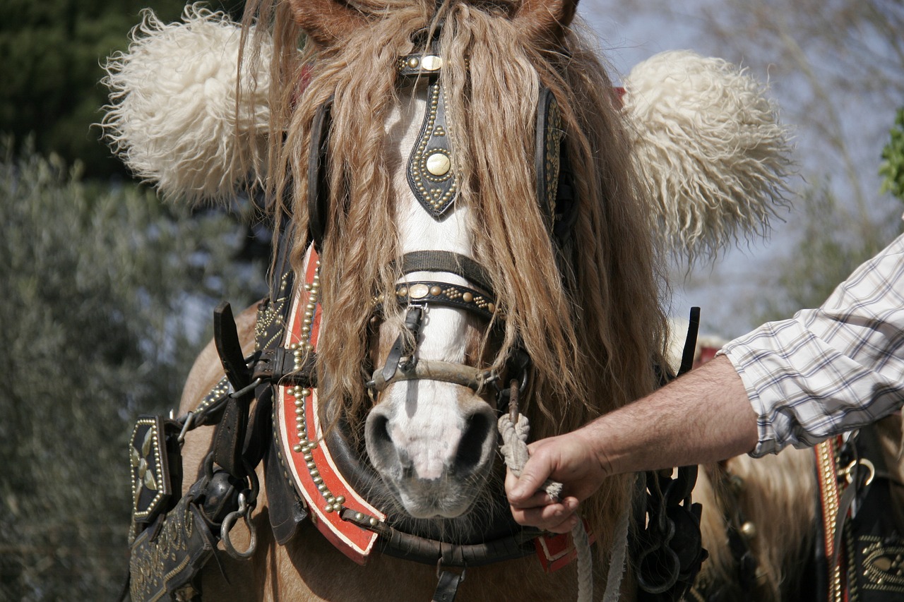 horse horse face horsehair free photo