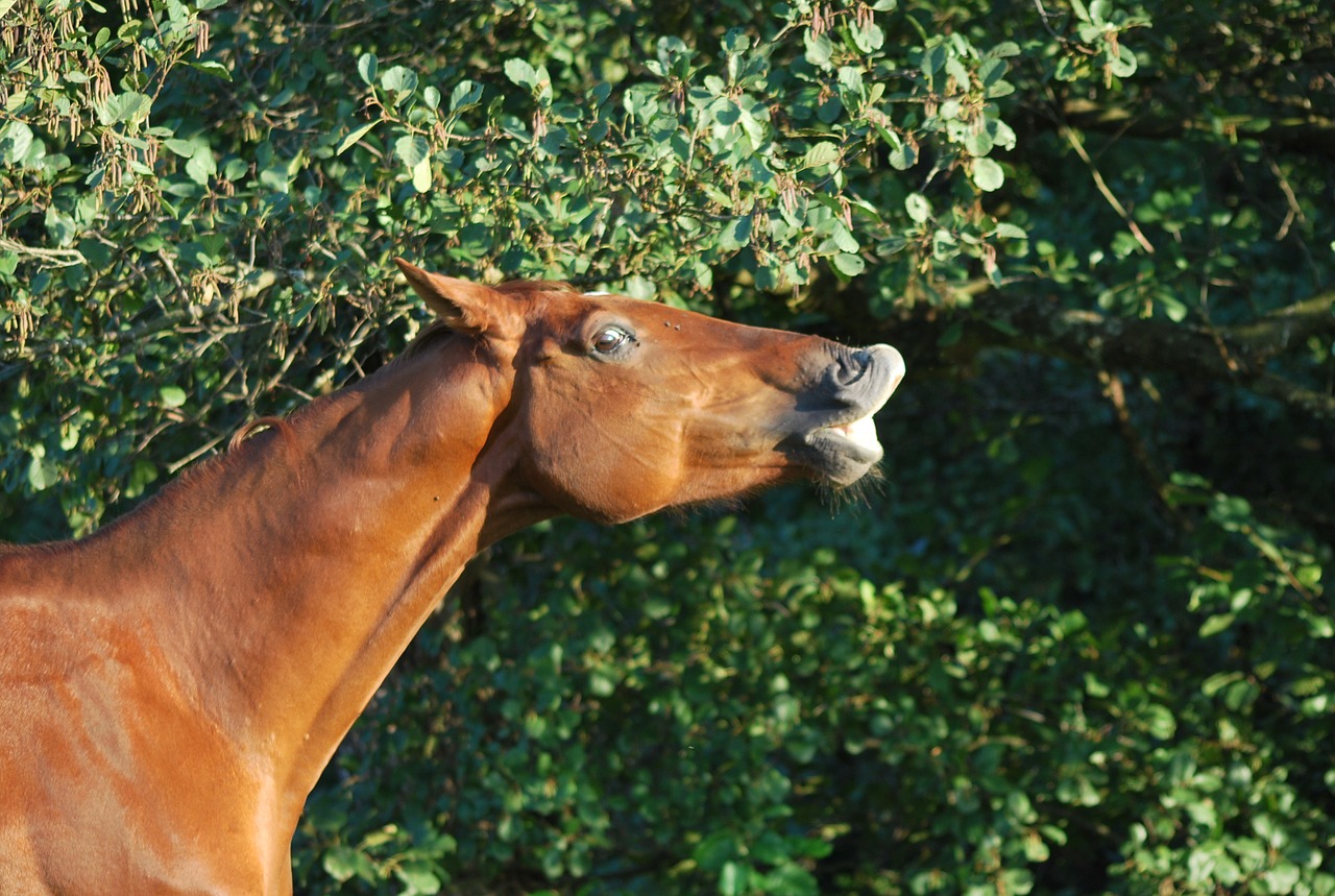 horse flehmen freedom free photo