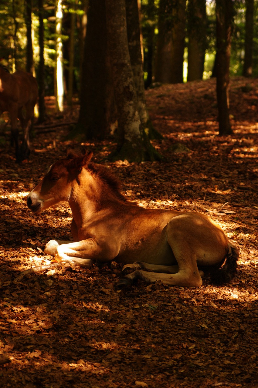 horse rest nap free photo