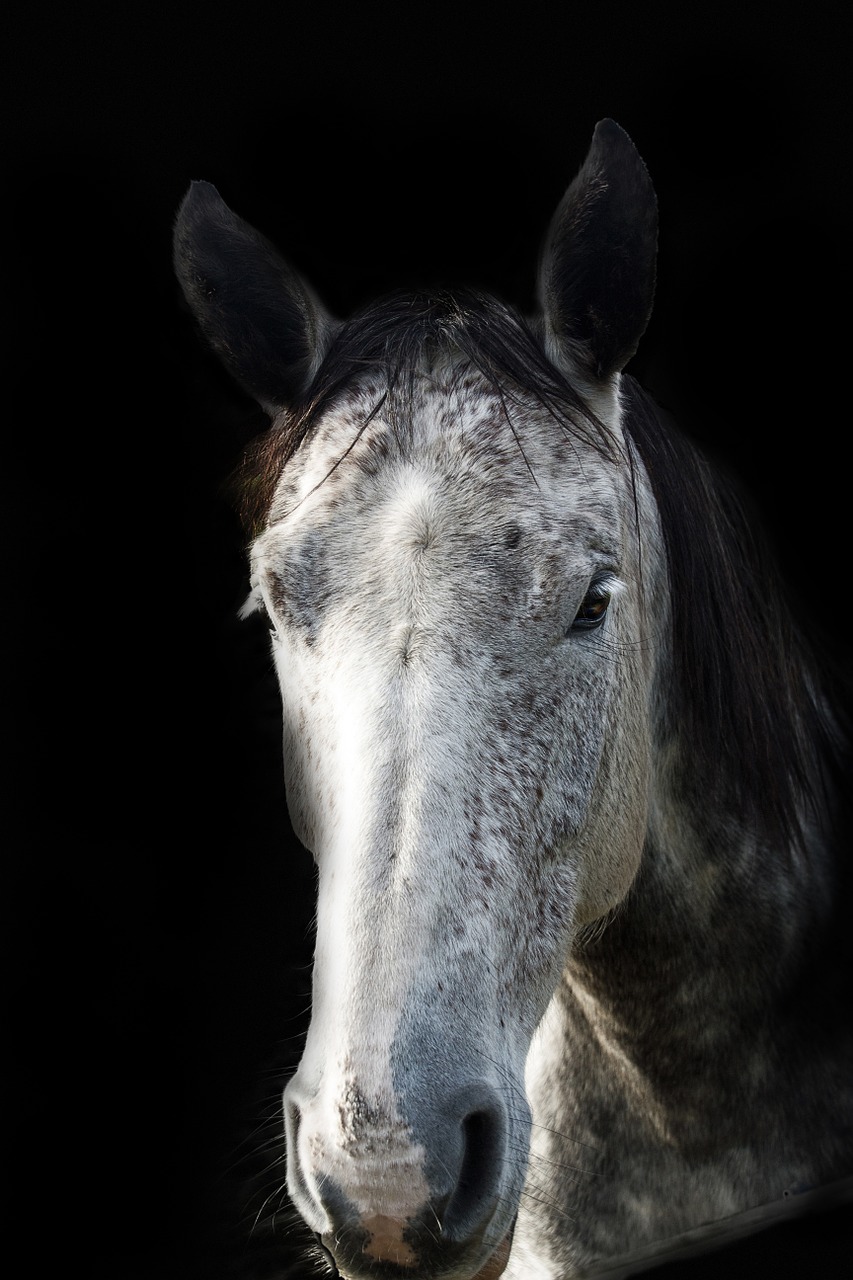 horse animal horse head free photo