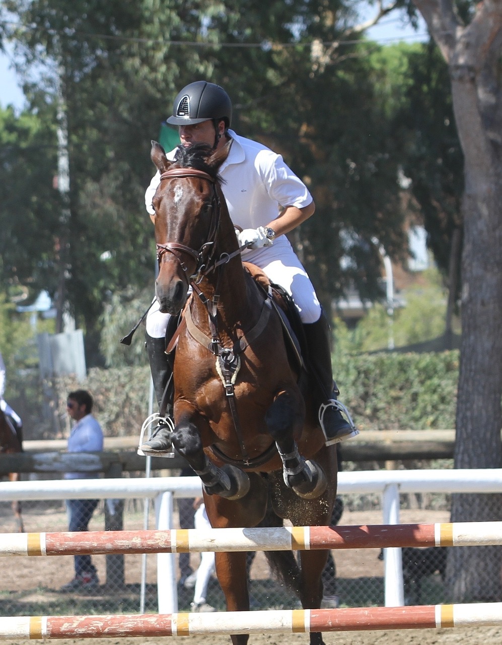 horse show jumping riding free photo