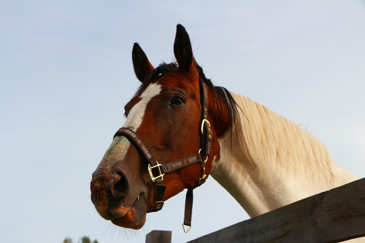horse portrait brown and white free photo