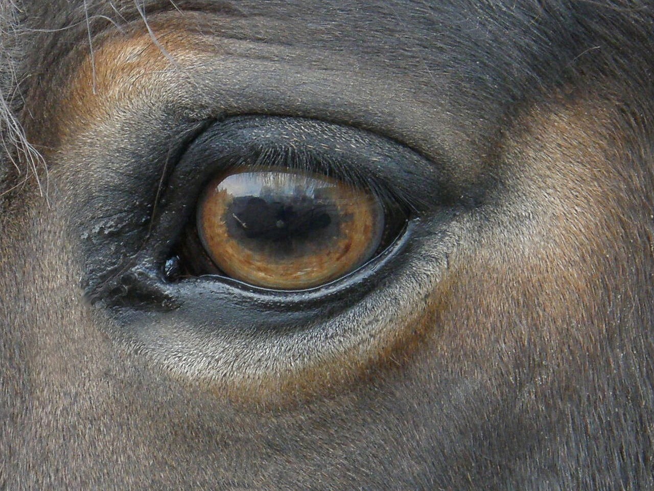 horse main eye free photo