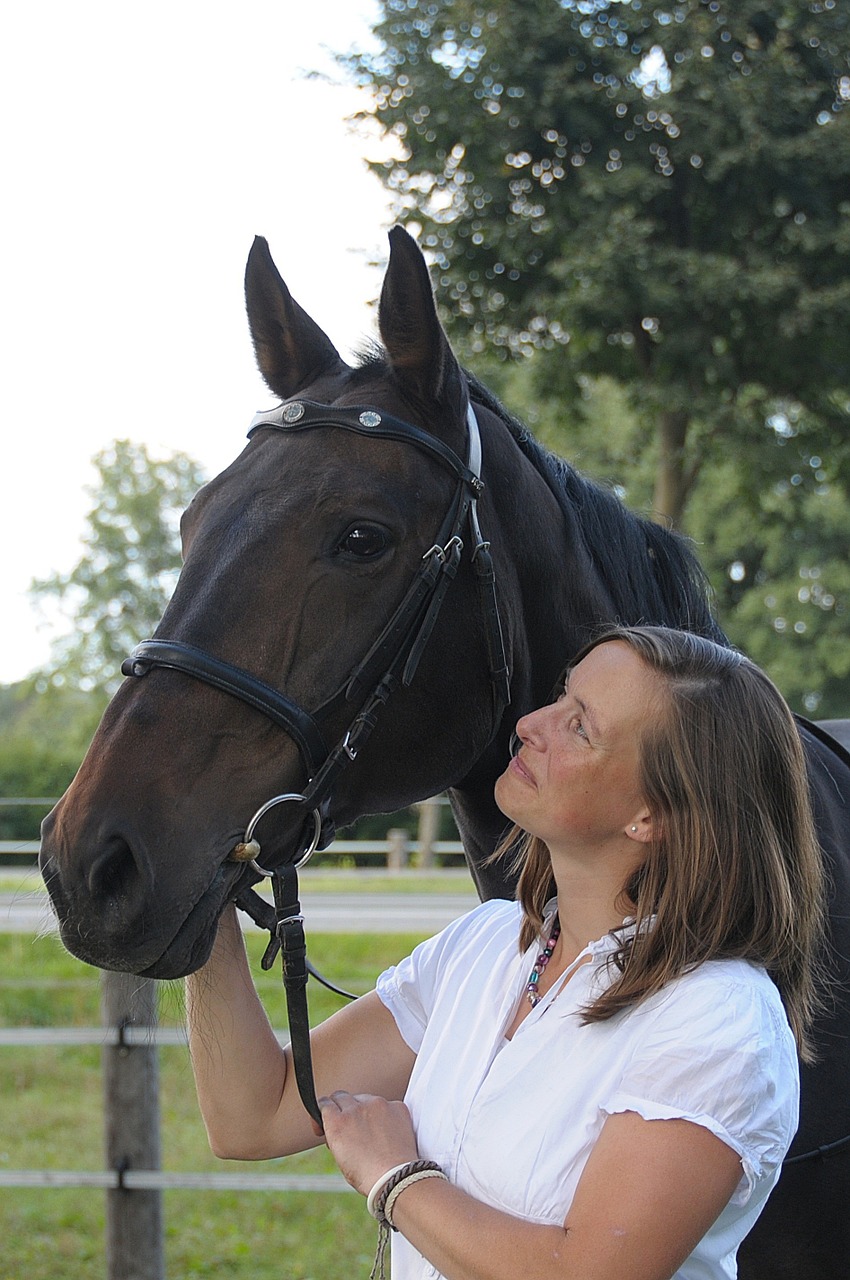 horse bridle face free photo