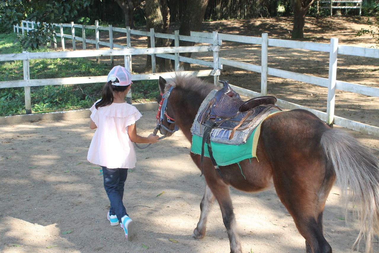 horse pony young free photo