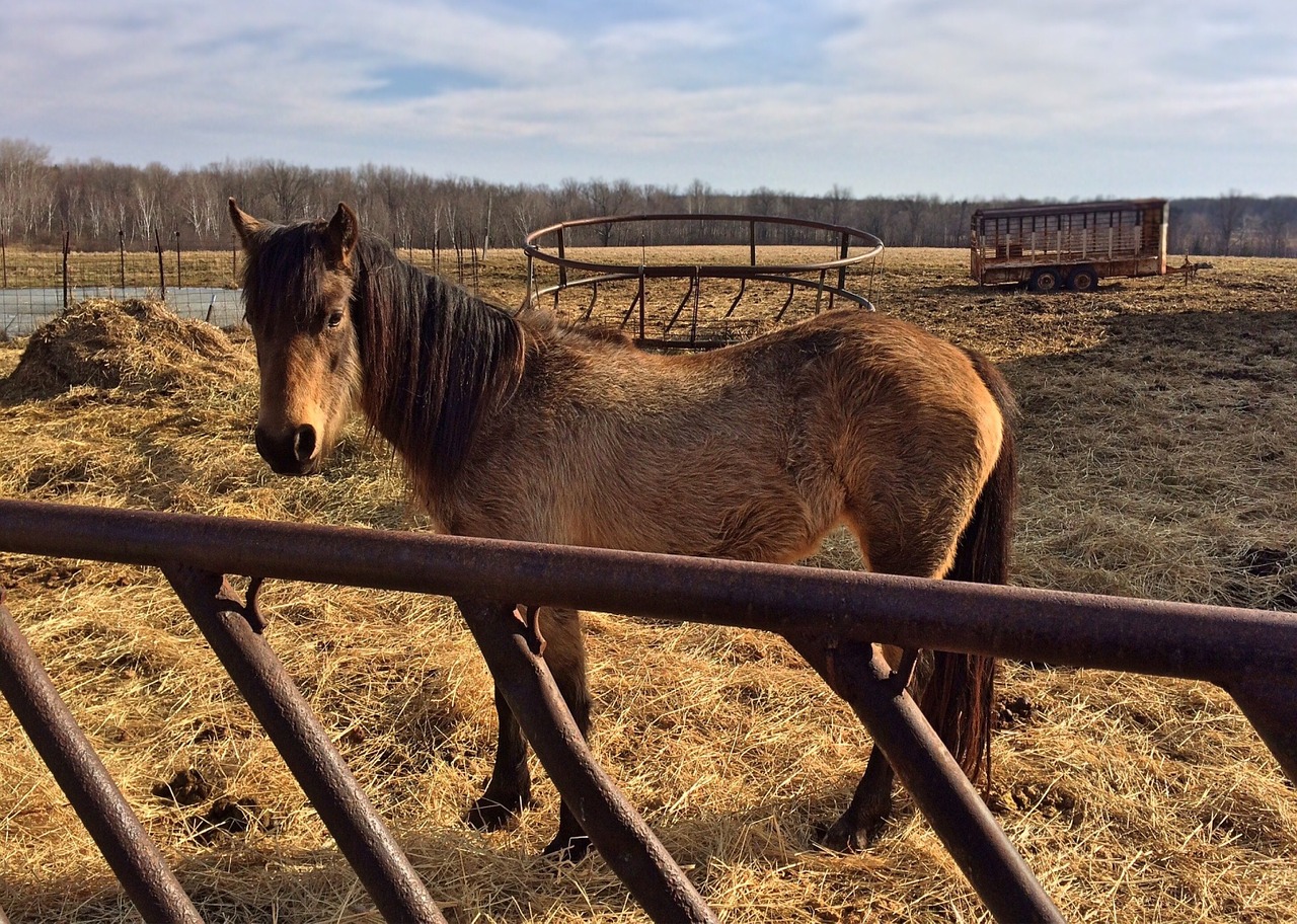 horse farm animal free photo