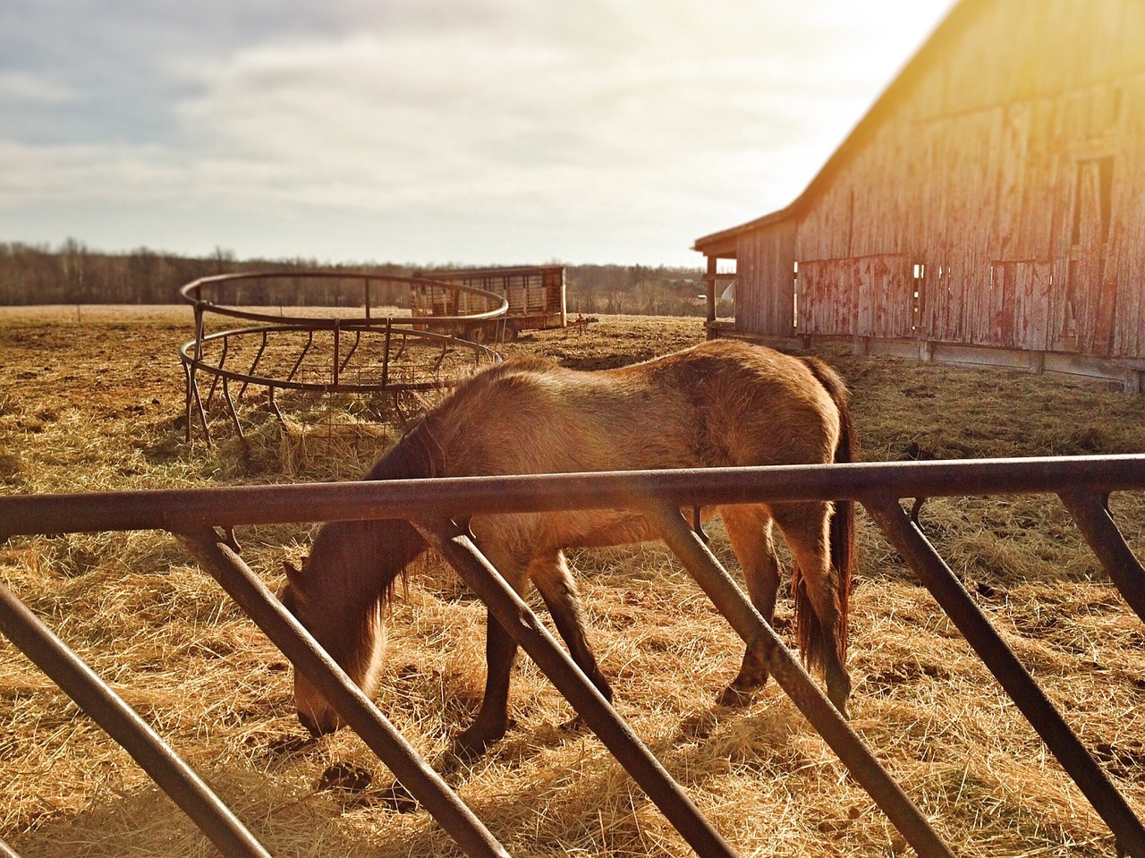 horse farm animal free photo