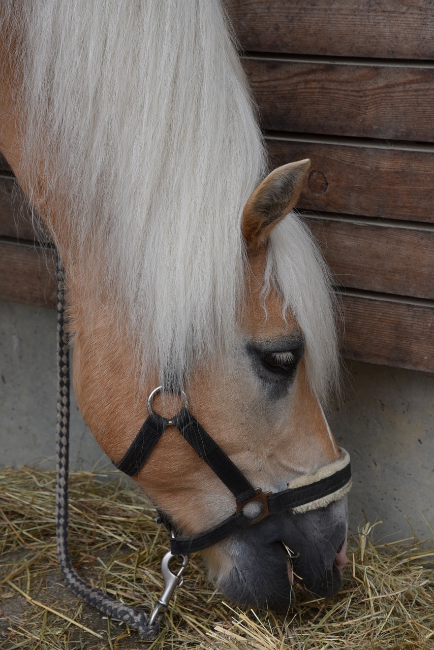 horse animals eat free photo