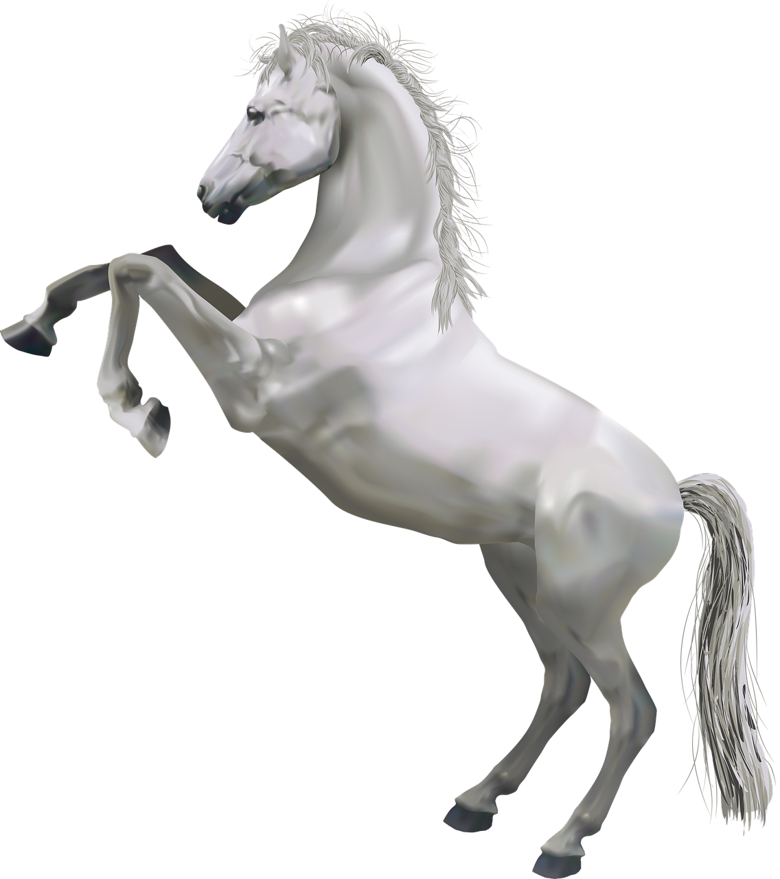 white shah horse free photo