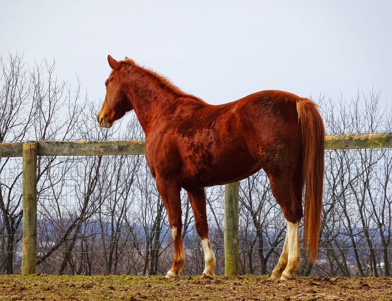 horse brown thoroughbred free photo