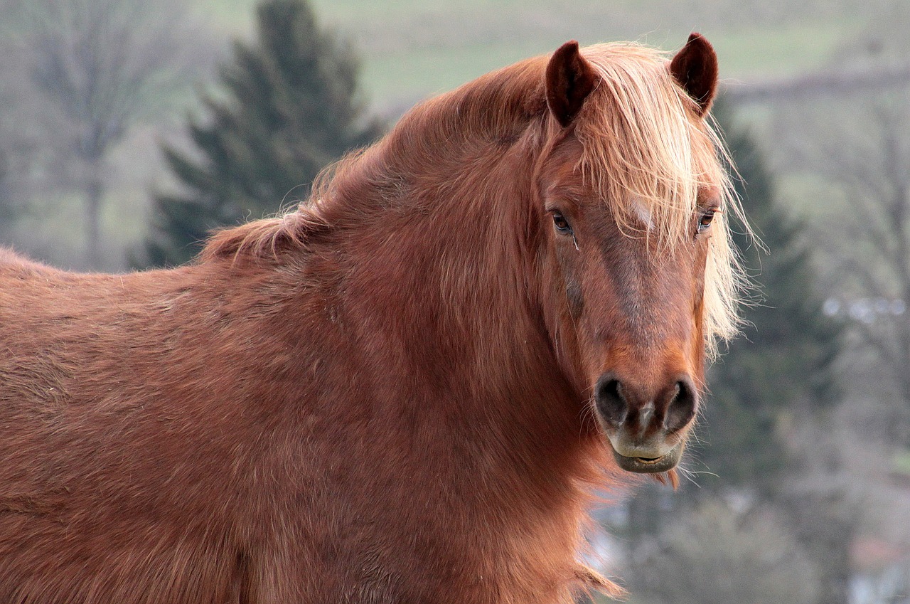 horse livestock brown free photo