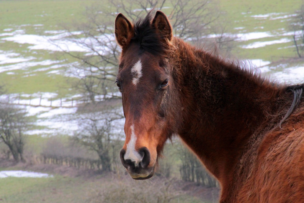 horse livestock brown free photo