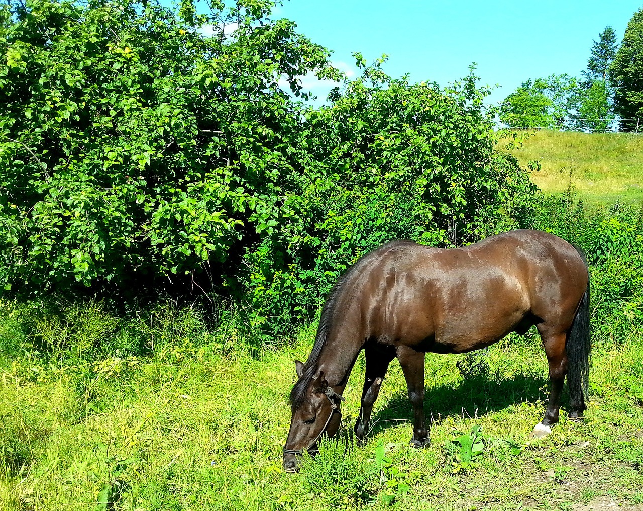 horse pasture countryside free photo