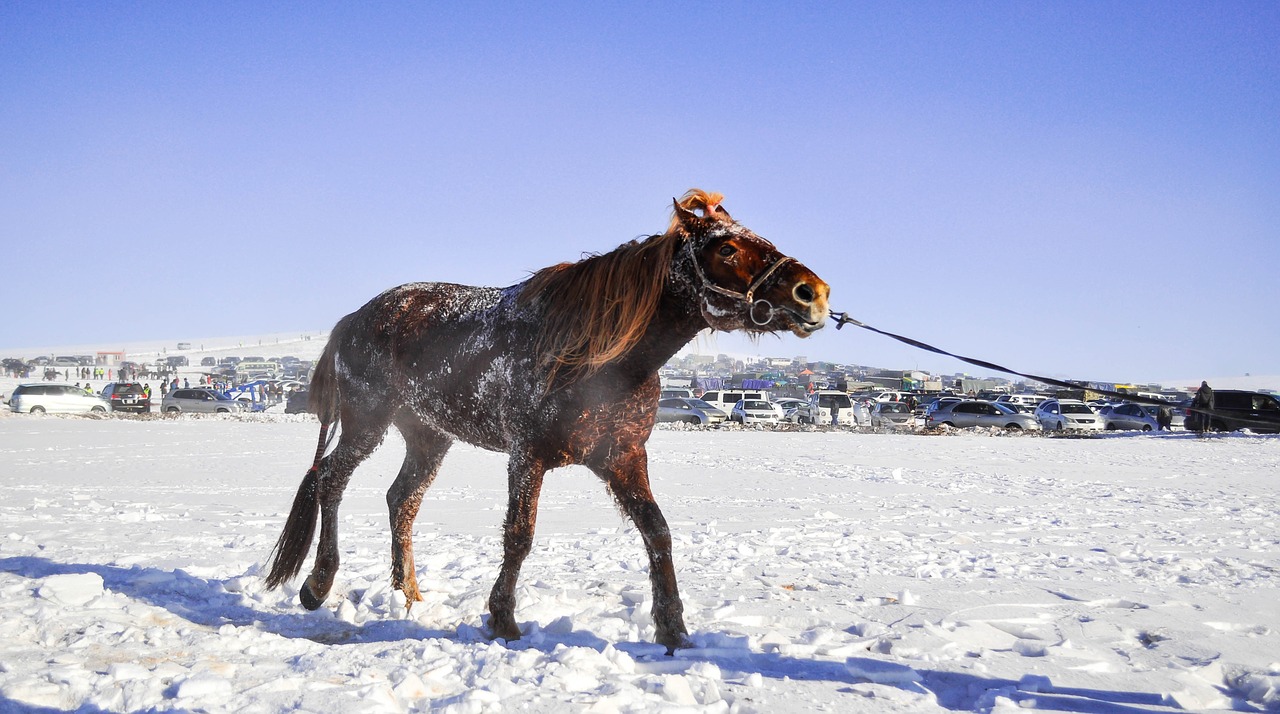 horse race horse mongolian free photo