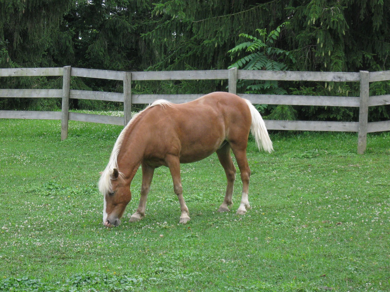 horse ranch farm free photo